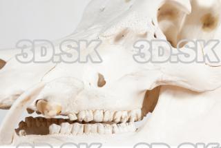 Skull photo reference 0021